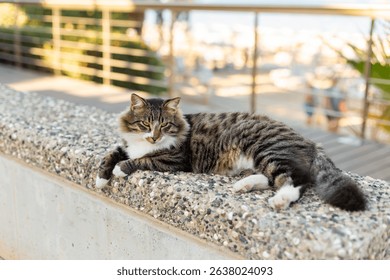 Fluffy tabby cat lounging on a stone wall near a seaside promenade. The background shows blurred beachgoers and palm trees, creating a relaxed summer vibe.
