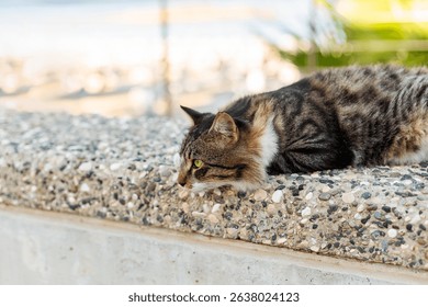 Fluffy tabby cat lounging on a stone wall near a seaside promenade. The background shows blurred beachgoers and palm trees, creating a relaxed summer vibe.