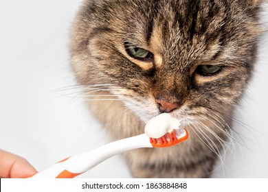 Fluffy Tabby Cat Sniffing On Toothpaste On Toothbrush. Introduction To Brushing Cats Teeth. Concept For Dental Health Month In February Or Oral Health For Pets. Selective Focus