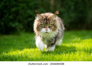 fluffy tabby white maine coon cat outdoors in sunny green garden walking towards camera looking