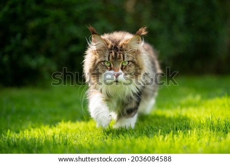fluffy tabby white maine coon cat outdoors in sunny green garden walking towards camera looking