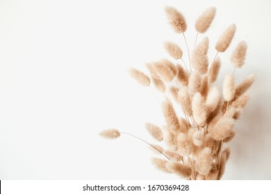 Fluffy tan pom pom plants bouquet on white background. Minimal floral holiday composition. Rabbit bunny tales grass - Powered by Shutterstock