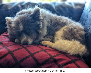 Fluffy Teacup Pomeranian Portrait Sleeping Curled Up On Red Pillow Dog