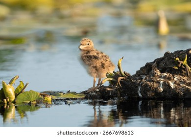 Fluffy tern chick of Common Tern - Sterna hirundo standing on a small piece of floating vegetation in the serene waters of the Danube Delta in Romania.
