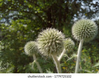 Fluffy And Thorny Field Plant In The Form Of Balls