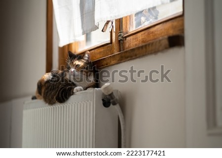 Fluffy three colored cat relaxing on cozy battery indoors. Heating season is time for warm radiator on which pet lies. Cute kitten lying on hot radiator in apartment. Comfort in cold weather outdoors.