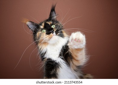fluffy tortie white maine coon cat with long whiskers playing raising paw on brown background