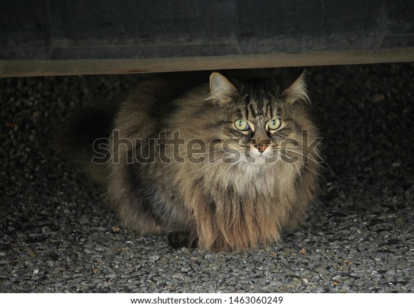 A fluffy\
tortoiseshell cat hiding under a\
car.