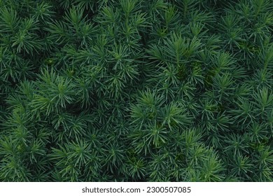 Fluffy tree branches texture background for christmas card. Coniferous dwarf tree Konica. Canadian spruce needles.