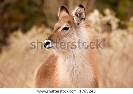 Similar – Image, Stock Photo fawn Nature Grass Meadow