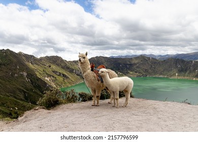 A fluffy white alpaca with baby alpaca on the viewpoint of Quilotoa lake in volcano crater. Ecuador, South America