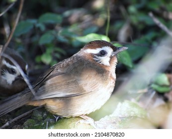 Fluffy White Browed Laughingthrushs In Brush Seeking Food