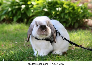 Holland Lop Images Stock Photos Vectors Shutterstock