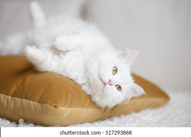 Fluffy White Cat 