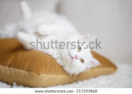 Fluffy white cat 