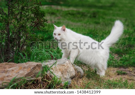 fluffy white cat on the pyrode among green grass and stones