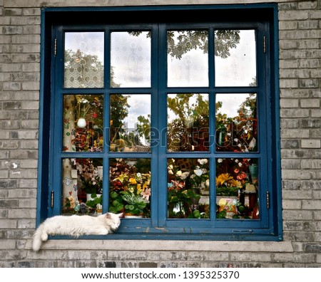 A fluffy white cat sleeping infront of the colourful shop window, with blue wooden frames. 