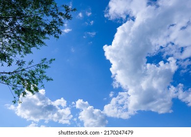 Fluffy white clouds against a bright blue sky. The leaves of the upper part of the trees against the sky in summer.