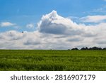 Fluffy white clouds drift over a vibrant green wheat field under a vast blue sky as two small birds soar gracefully through the sunny open horizon of the countryside