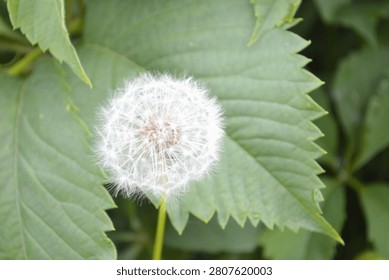 A fluffy white dandelion seed head against a background of green grass and leaves.