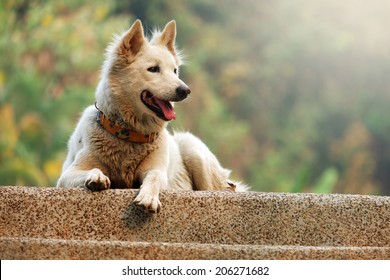 Fluffy White Dog