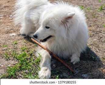 Dog Laika Images Stock Photos Vectors Shutterstock