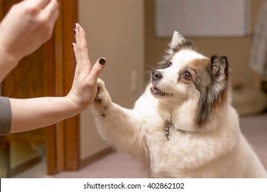 Fluffy White Dog Performs Trick For Treat