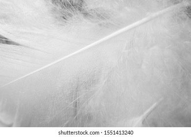  fluffy  white feather pattern texture background