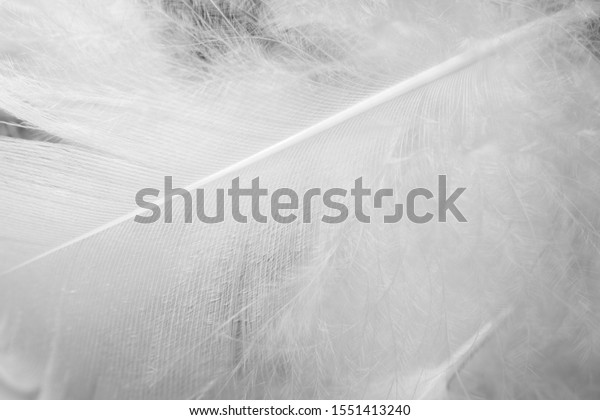  fluffy 
white feather pattern texture
background
