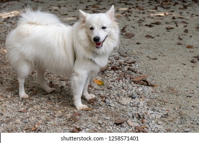 Japanese Spitz Dog High Res Stock Images Shutterstock