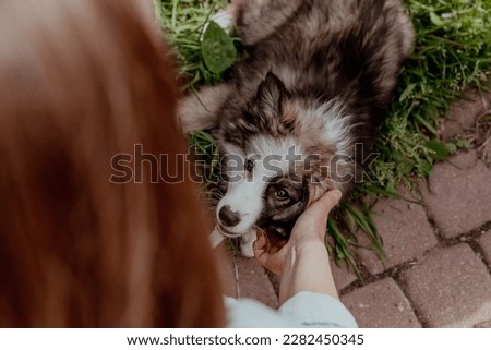 Fluffy white gray puppy looks at a woman and she strokes him