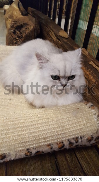 white grumpy cat