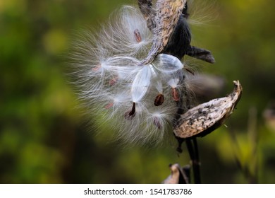 Fluffy White Hairy Seeds Common Milkweed Stock Photo 1541783786 ...