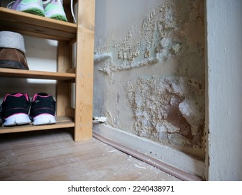 Fluffy white mould on internal wall inside of footwear storage closet, paint cracking and falling on the floor.