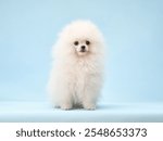 A fluffy white Pomeranian puppy stands alone against a soft blue background. The puppy dense coat and curious expression are captured in the studio shot.