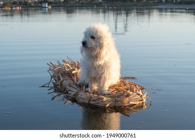 Fluffy White Poodle Mix Sitting On Primitive Raft On Calm Water 