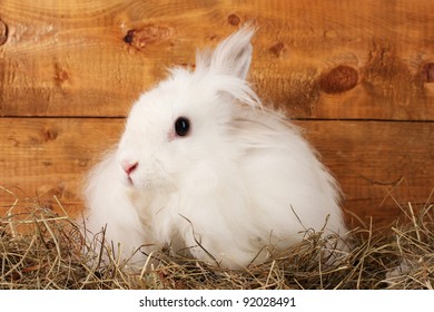 Fluffy white rabbit in a haystack on wooden background