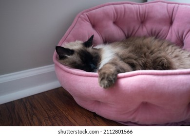 A Fluffy White Ragdoll Cat Is Sleeping In A Pink Pet Bed.