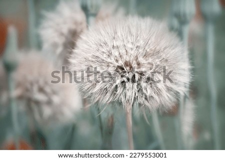 Fluffy white ripe dandelions. Close-up. natural natural background.
