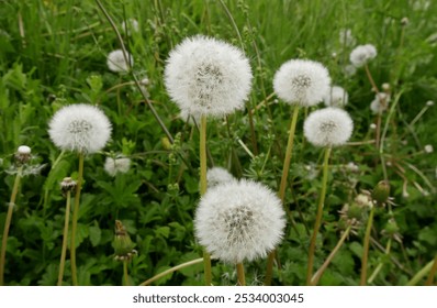 fluffy white seed heads of dandelions in the lawn in springtime, blowballs or dandelion clocks - Powered by Shutterstock