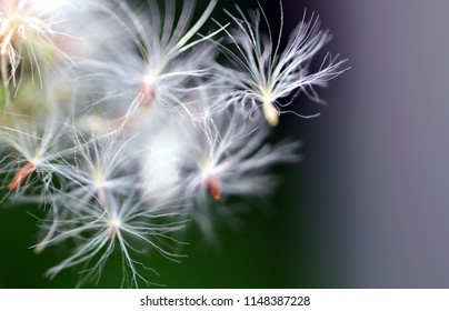 Fluffy white seeds