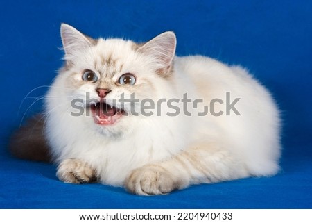 Fluffy white Siberian cat meows