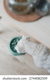 A fluffy white small dog eats kibble from a green hexagonal slow feeder bowl placed on a light wooden floor. In the background, a glass jar containing dog food sits on a cork mat, creating a cozy domestic pet feeding scene. The image captures everyday pet care with soft natural lighting.