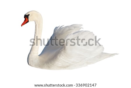Fluffy white swan, isolated on white surface.