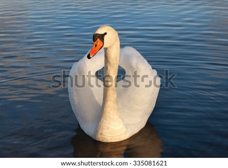 Similar – Image, Stock Photo swan Colour photo