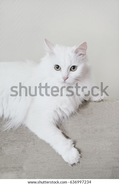 Fluffy White Turkish Van Cat Lying 