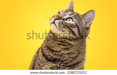 Fluffy wild cat looking up on yellow background, front view. Cute young  grey and browny cat looking gorgeous