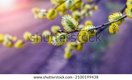 Fluffy yellow willow earrings on a blurred purple background. Willow branch with catkins
