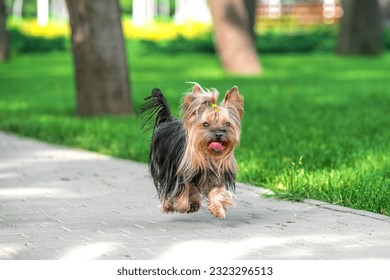 fluffy Yorkshire terrier dog running across  a pavement near green mown lawn on a clear sunny day - Powered by Shutterstock