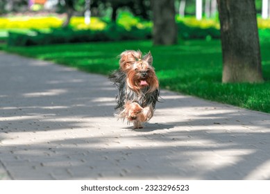 fluffy Yorkshire terrier dog running across  a pavement near green mown lawn on a clear sunny day
